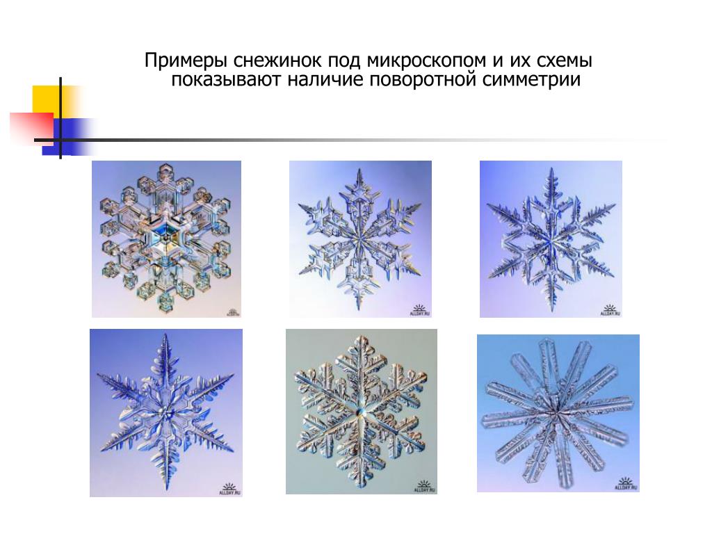 Симметрия в живой и неживой природе презентация