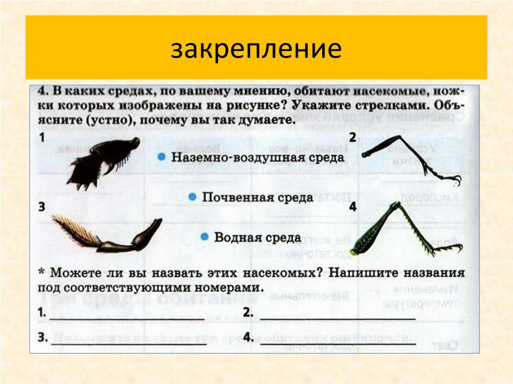 В каких средах обитают насекомые ножки которых изображены на рисунке по вашему мнению