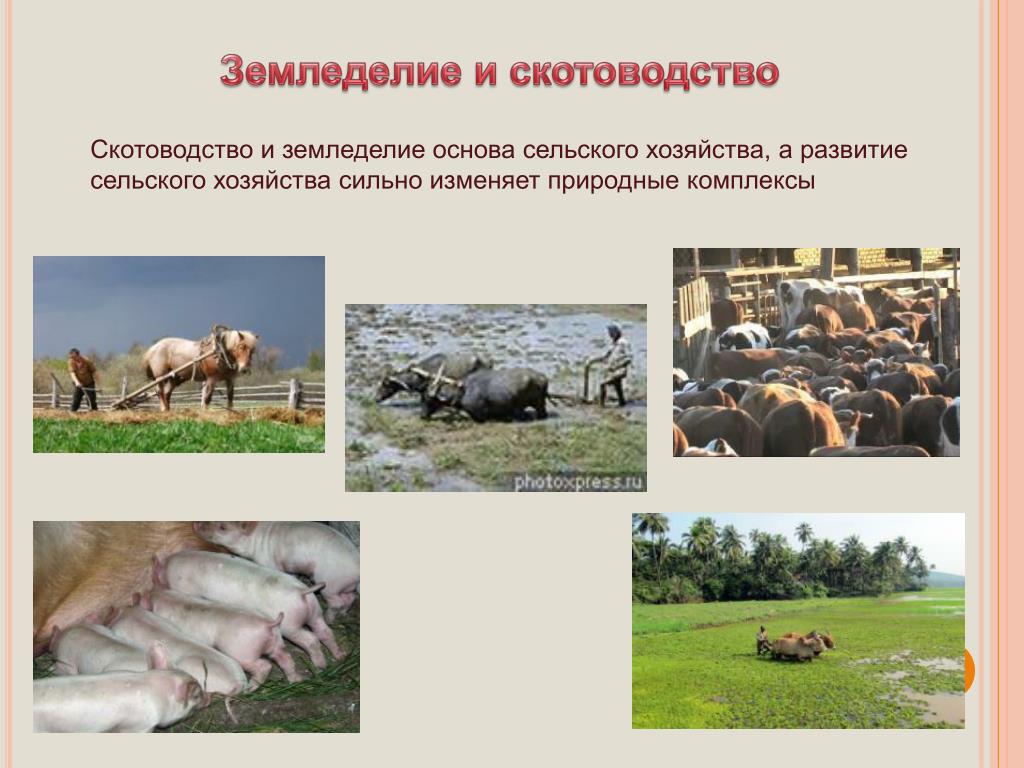 Виды хозяйственной. Влияние животноводства на природу. Влияние животноводства на человека. Влияние сельского хозяйства на природный комплекс. Понятия скотоводство.