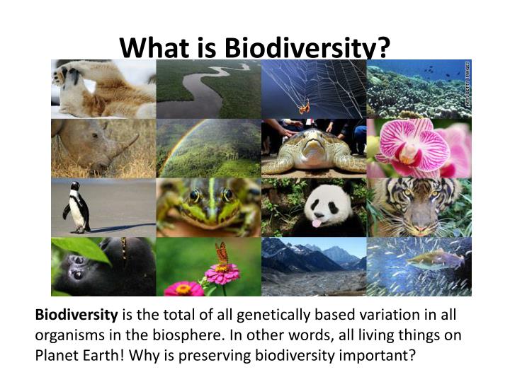 chapter 1 organisms in the biosphere Chapter 56 the biosphere the study of the interactions between organisms and their environment ecology organisms all living things studied at many levels. chapter 1 organisms in the biosphere Chapter 56 the biosphere the study of the interactions between organisms and their environment ecology organisms all living things studied at many levels.
