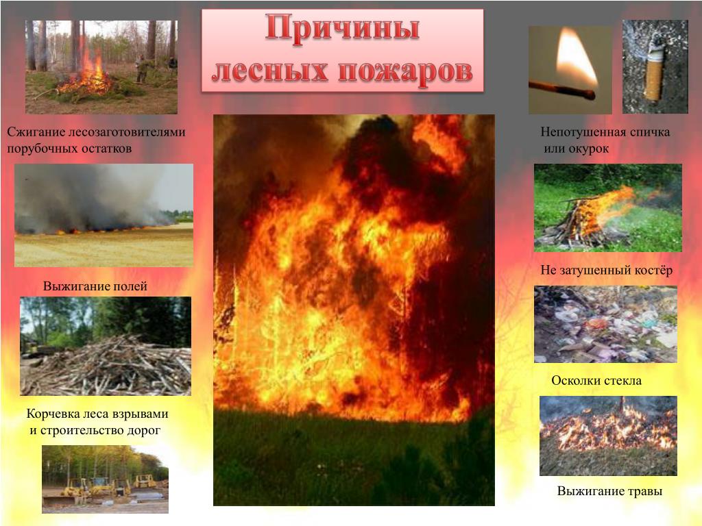 Природные пожары кратко. Причины возникновения пожаров в лесу. Основные причины горения лесов. Причины лесного пожара в лесу. Основные причины возникновения пожаров в лесу.