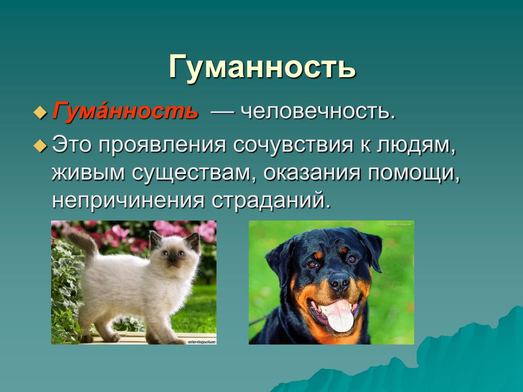 Человечность это способность участвовать. Гуманность. Гуманность к животным. Гуманное отношение к животным. Гуманное отношение к людям.