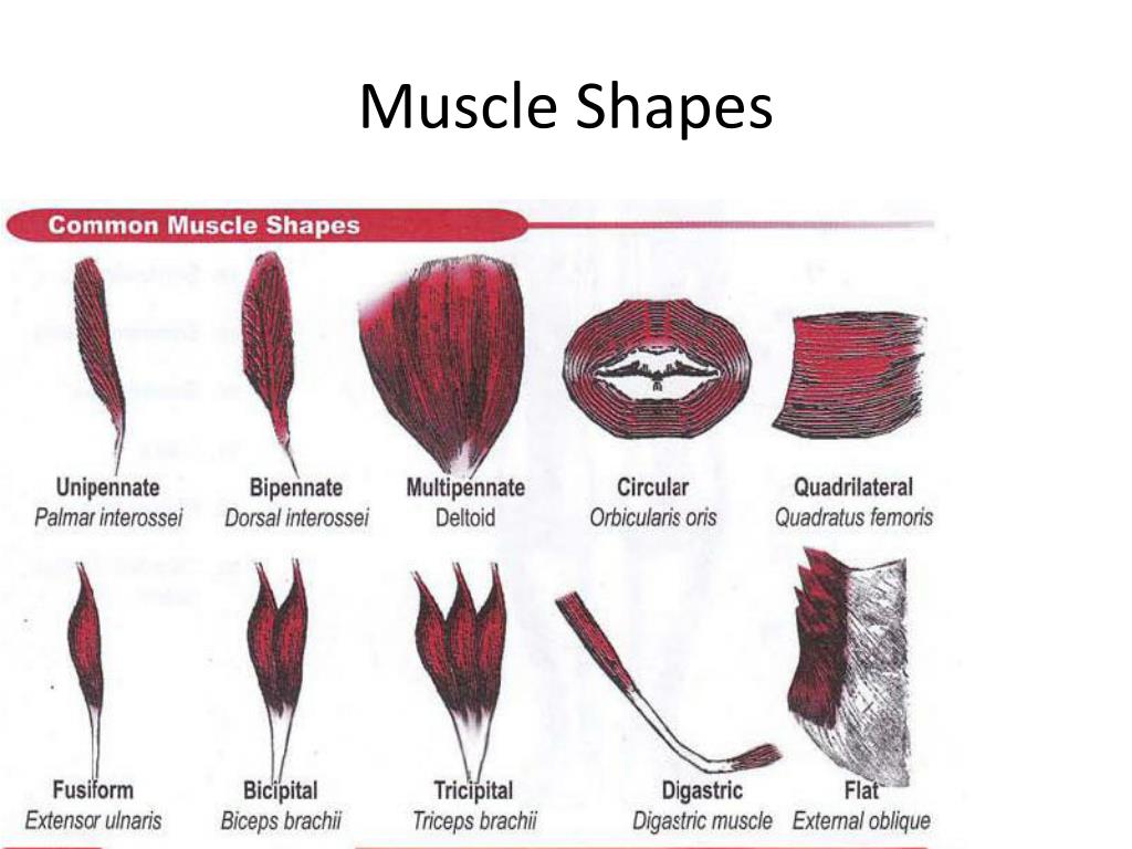 Ppt Muscle Testing Powerpoint Presentation Free Download Id3184664