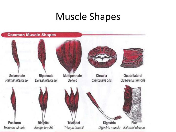 PPT - Muscle Testing PowerPoint Presentation - ID:3184664