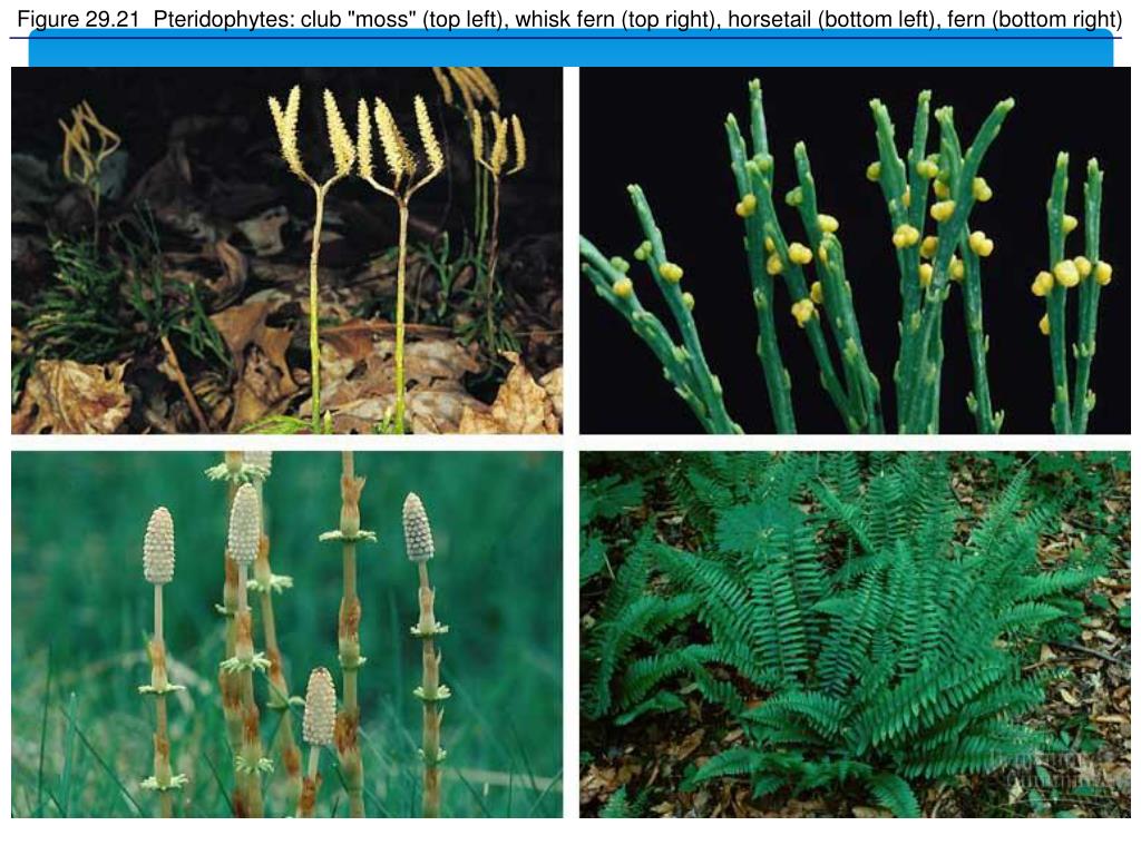 Первые сосудистые растения. Pteridophyte. Grouping of Plants. Spores of Psilotum. Differents between Mosses and Ferns.