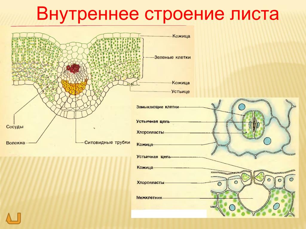 Слой клеток листа. Внутреннее строение листа структура листа. Схема поперечного среза листа. Лист внешнее строение внутреннее строение. Схема внутреннего строения листа биология 6 класс.