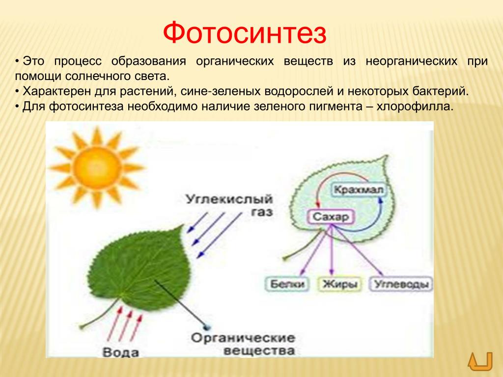 Схема фотосинтеза в природе. Фотосинтез растений. Фотосинтез процесс образования органических веществ из. Фотосинтез это процесс образования. Фотосинтез это образование органических веществ.