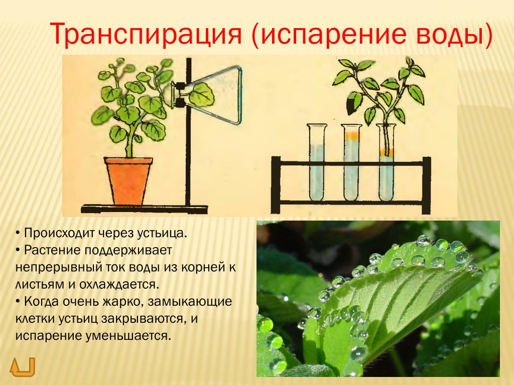 Испарение воды растениями 6 класс кратко
