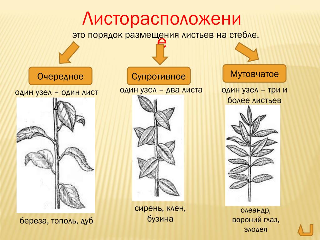 Пшеница простой или сложный. Типы листорасположения листьев. Типы жилкования листьев и типы листорасположения. Листорасположение листьев биология. Типы листорасположение листа.
