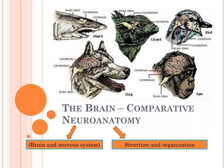PPT The Brain Comparative Neuroanatomy PowerPoint Presentation