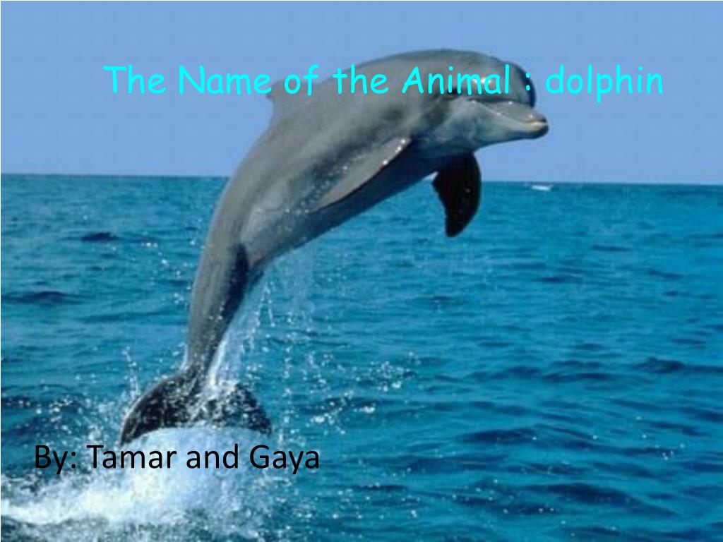 PPT - The Name of the Animal : dolphin PowerPoint Presentation, free  download - ID:3194419