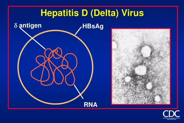 PPT Hepatitis D (Delta) Virus PowerPoint Presentation