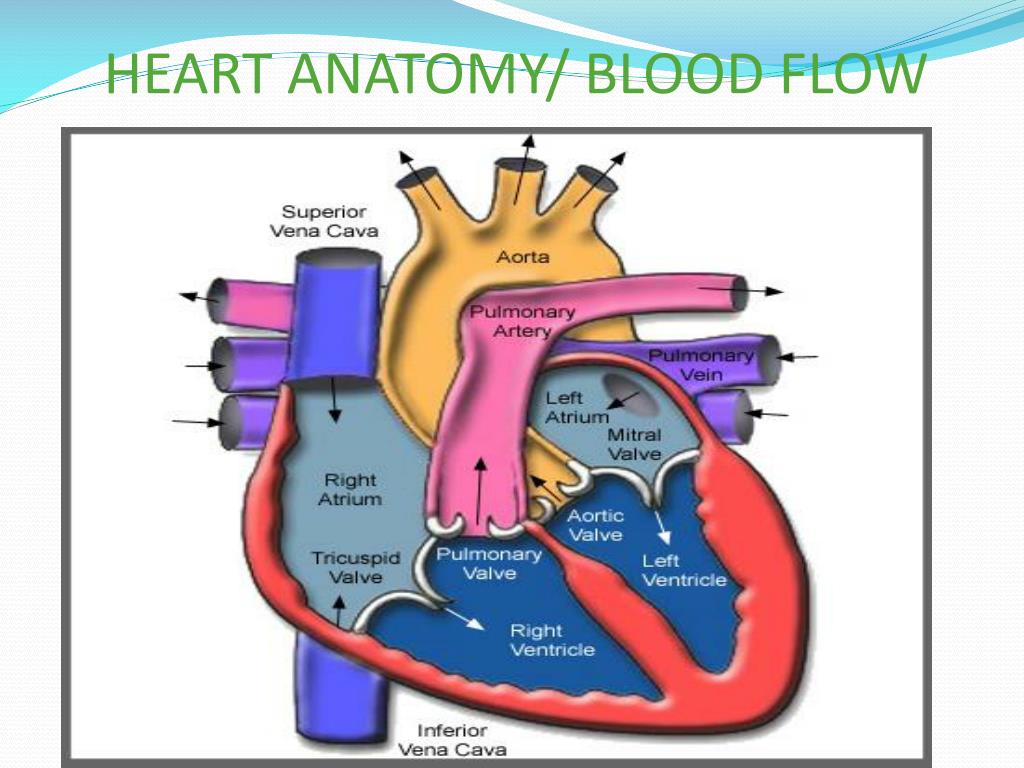 PPT - Cardiovascular Care Mark Curnow HASU UCH PowerPoint Presentation