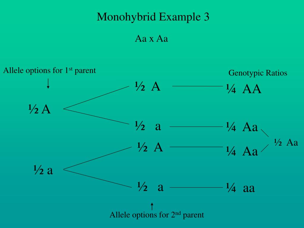 Моногибрид. Forked line method. AA X AA.
