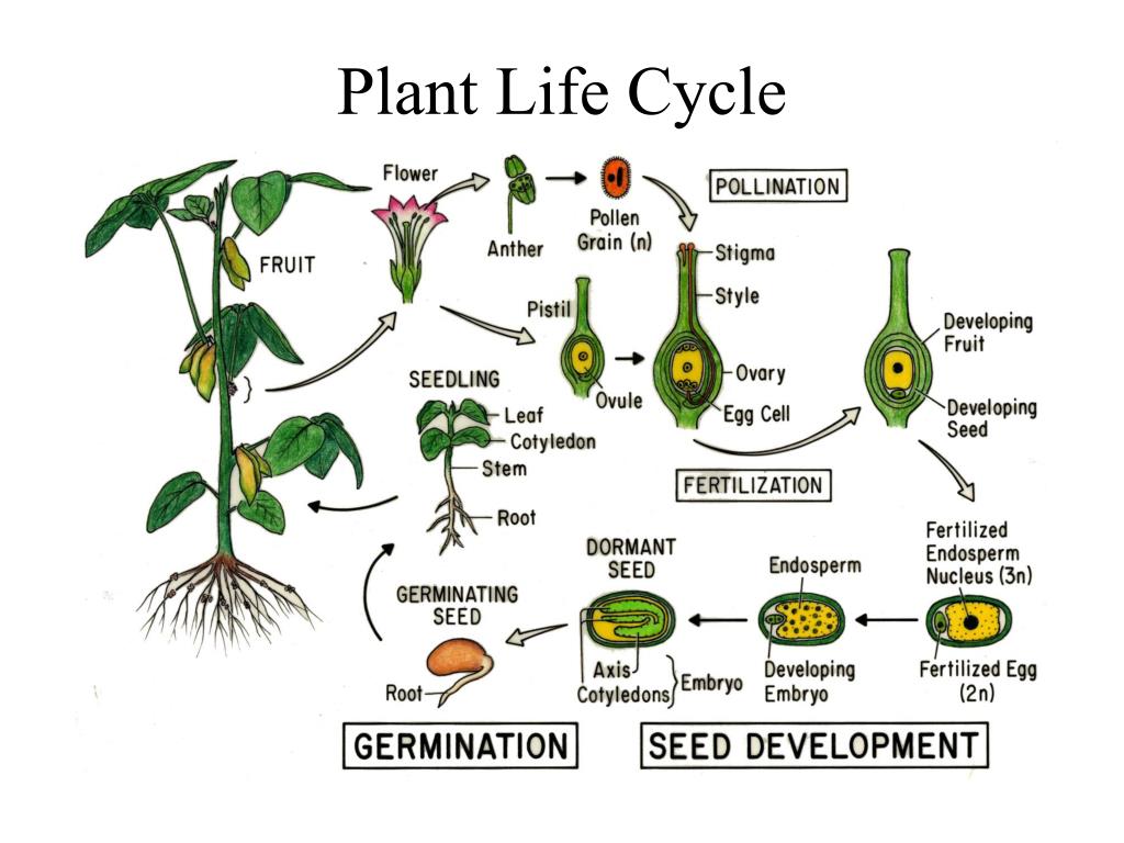 Are flowers of life. Plant Life Cycle. Flower Life Cycle. Циклы растений. Цикл растения гороха.