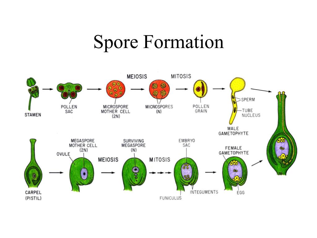 PPT Seed Development In The Context Of The Plant Life Cycle 