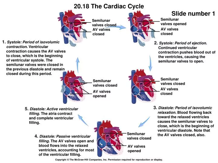 PPT AV valves opened PowerPoint Presentation, free download ID3197204