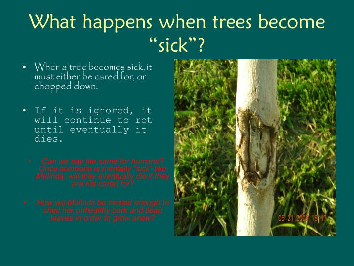 the three melindas trees in speak by laurie halse anderson What is the best playlist for speak why the final three songs serve in as vehicles for hope i hope this helps i ran into a tree yesterday. the three melindas trees in speak by laurie halse anderson What is the best playlist for speak why the final three songs serve in as vehicles for hope i hope this helps i ran into a tree yesterday.