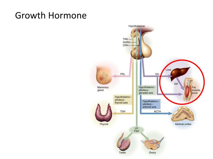 Granos hormonales cetosis