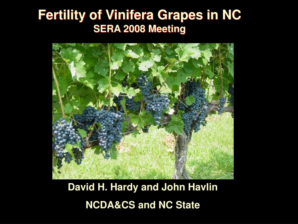 PPT Fertility of Vinifera Grapes in NC SERA 2008 Meeting PowerPoint