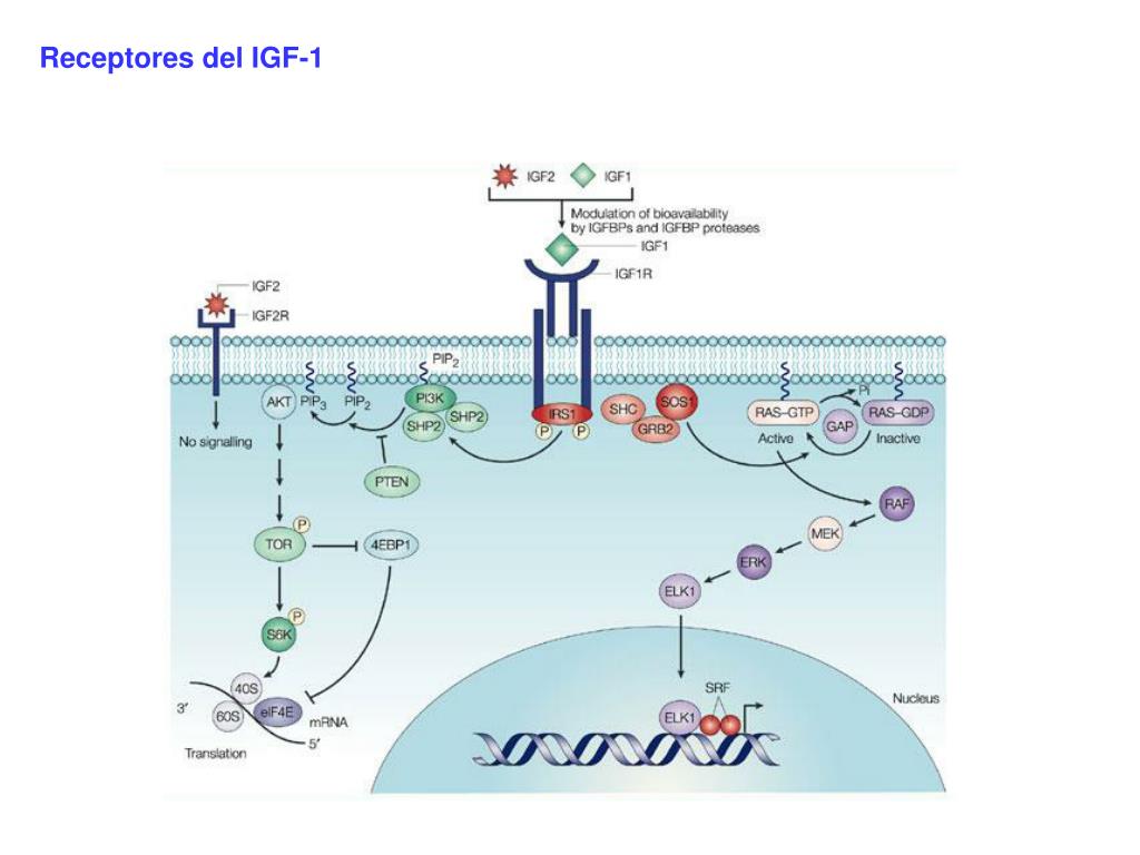 Фактор роста гормон. Инсулиноподобный фактор роста 1 ИФР-2. Инсулиноподобный фактор роста 1 механизм. Инсулиноподобный фактор роста (IGF-1): IGF-1 является. Гормон роста ИФР 1.