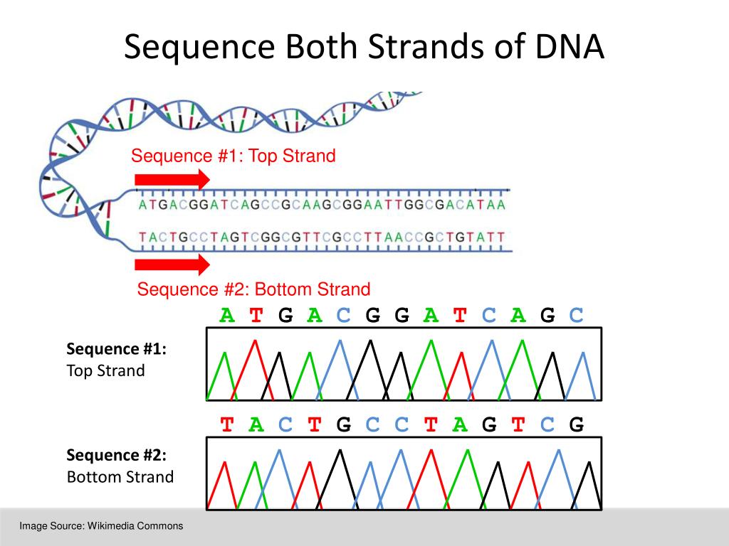 Write The Complementary Sequence To Following Dna Strand Labquiz