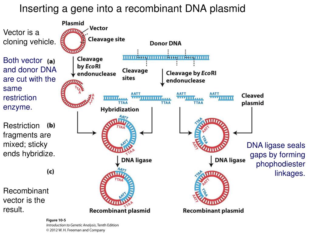Донор днк. Recombinant DNA. Рекомбинантная плазмида. Plasmid DNA. Recombination of DNA.