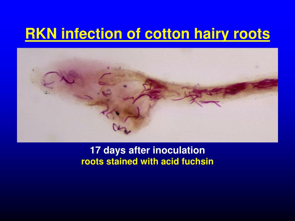 PPT RootKnot and Reniform Nematode Infection of Cotton Hairy Roots