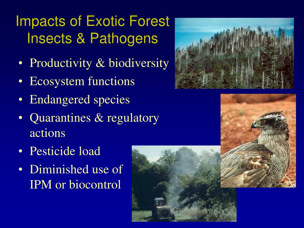 Forest Pathogen Insects PPT - EAB & Other Invasive Forest Insects: 400 Years of Bad News ...