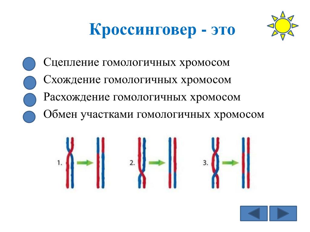 Расхождение гомологичных хромосом. Кроссинговер гомологичных хромосом. Гомологичные хромосомы обмениваются участками в. Схождение хромосом. Парные гены расположенные в гомологичных
