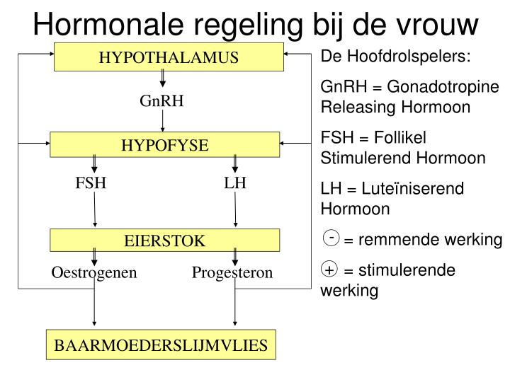 PPT - Hormonale regeling PowerPoint Presentation - ID:3206282