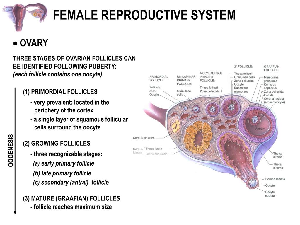 powerpoint presentation female reproductive system