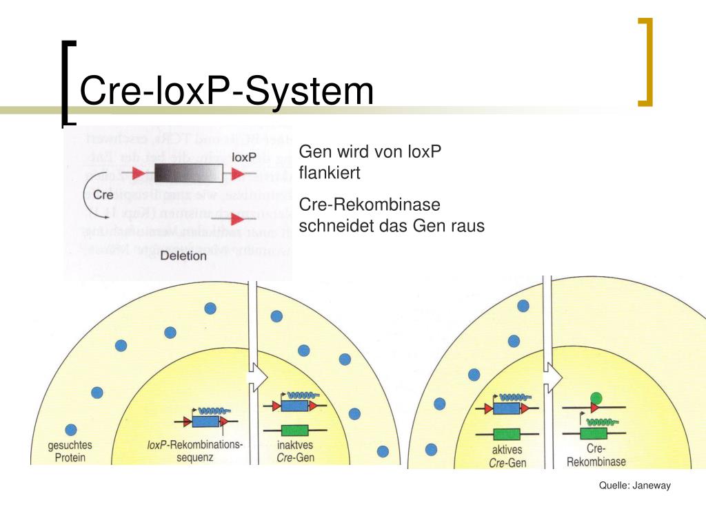 PPT - Transgene, Keimbahn- und konditionelle KO-Mäuse PowerPoint ...