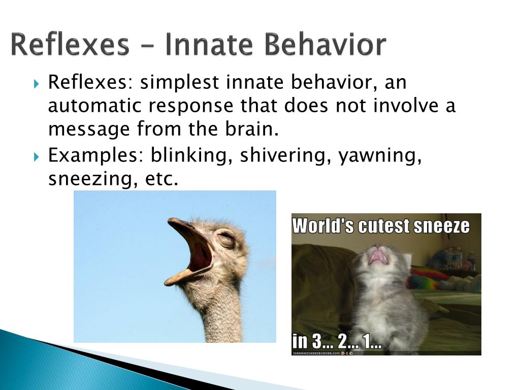PPT - You need your Animal Behavior Web Quest! PowerPoint Presentation -  ID:3207178