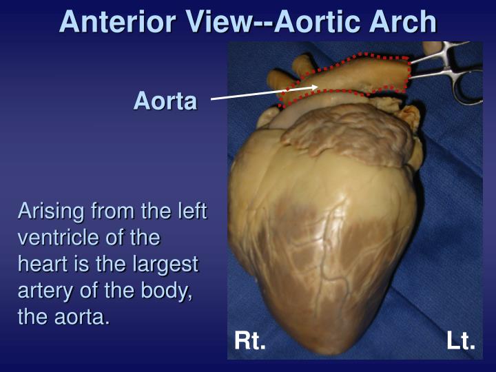PPT Pig Heart Dissection 101 PowerPoint Presentation