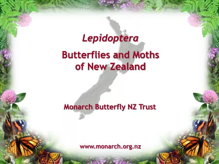 lepidoptera butterflies and moths of new zealand n.