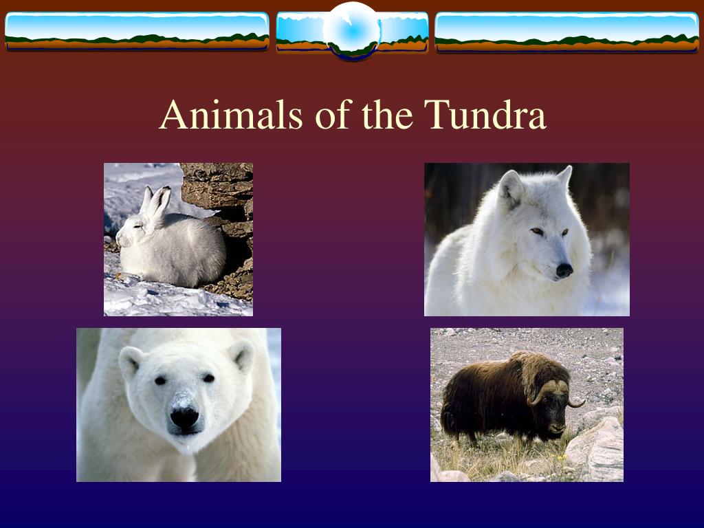 PPT - Tundra Biome PowerPoint Presentation, free download - ID:3209227