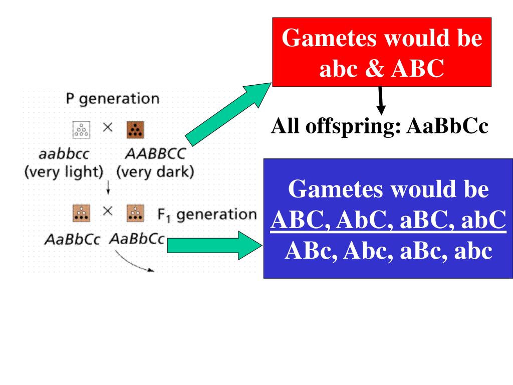 AABBCC. Генетика AABBCC * AABBCC. Gametes. Решетка Пеннета AABBCC AABBCC.