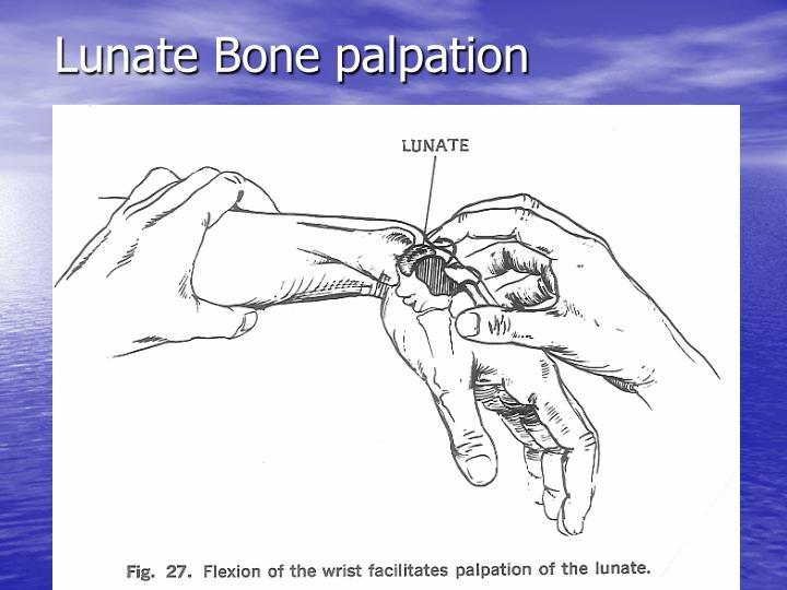 PPT Clinical Examination of the Hand and Wrist PowerPoint PPT Clinical Examination of the Hand and Wrist PowerPoint