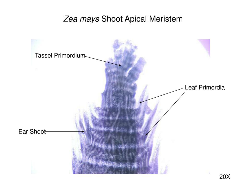 generation of a leaf from leaf primordia involves generation of a leaf from leaf primordia involves