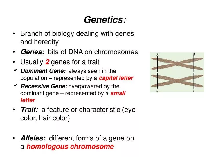The biology of genetic dominance
