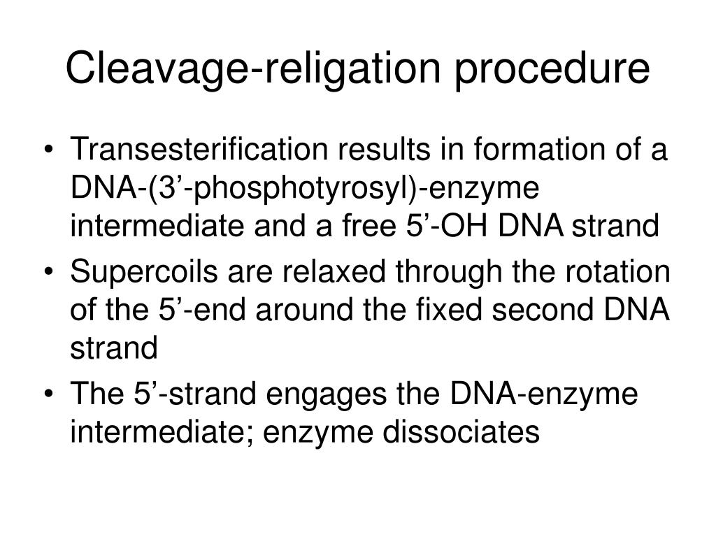 PPT - Friction and torque govern the relaxation of DNA supercoils by ...