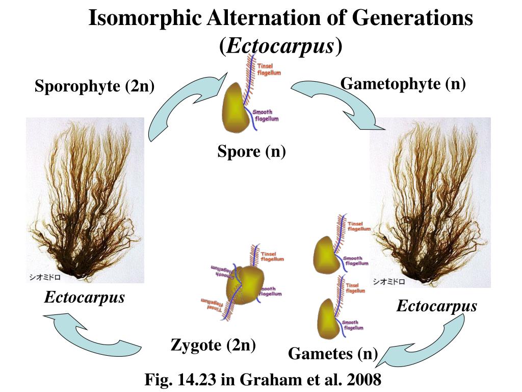 Чем представлен гаметофит у водорослей. Цикл развития эктокарпуса. Схема цикла развития эктокарпуса. Цикл воспроизводства эктокарпуса. Цикл развития эктокакпуса.