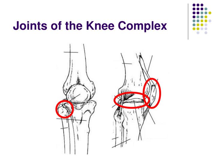 PPT - The Knee Complex PowerPoint Presentation - ID:3218763
