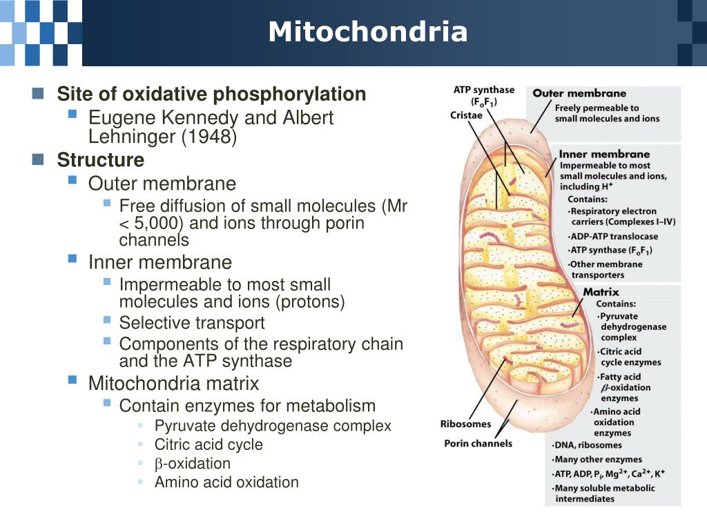 Chapter 19 Oxidative Phosphorylation and Photophosphorylation ... Biology Diagrams