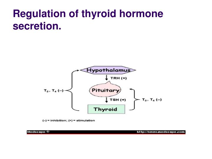 PPT - Physiology of the Thyroid gland. PowerPoint Presentation - ID:3221261