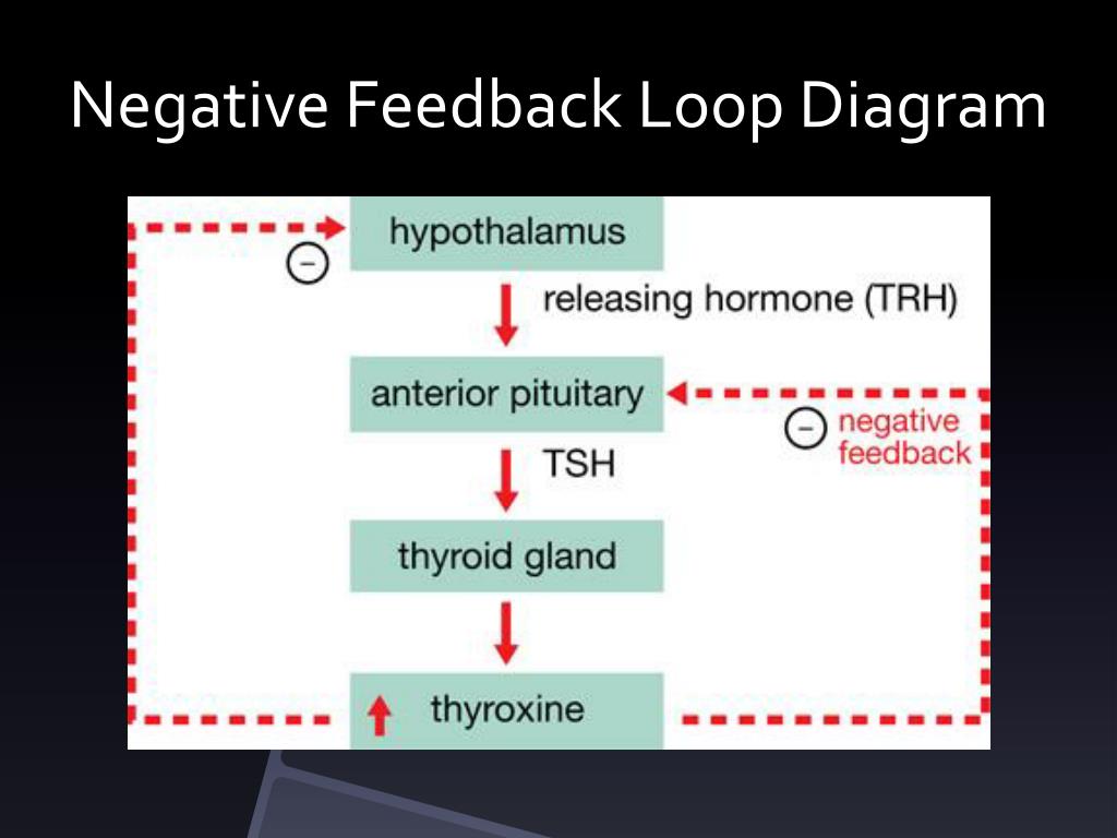 Thyroid Negative Feedback Loop Diagram