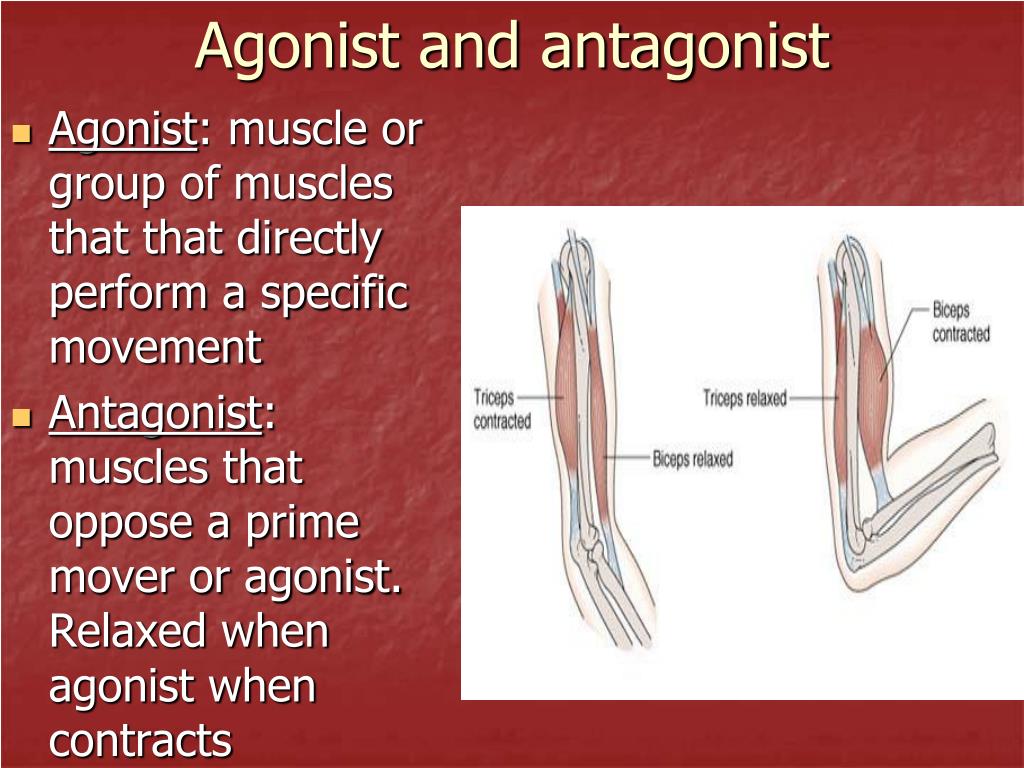 PPT - Anatomy of the Muscular System PowerPoint Presentation, free
