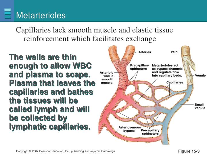 PPT - Blood Flow and the Control of Blood Pressure PowerPoint ...