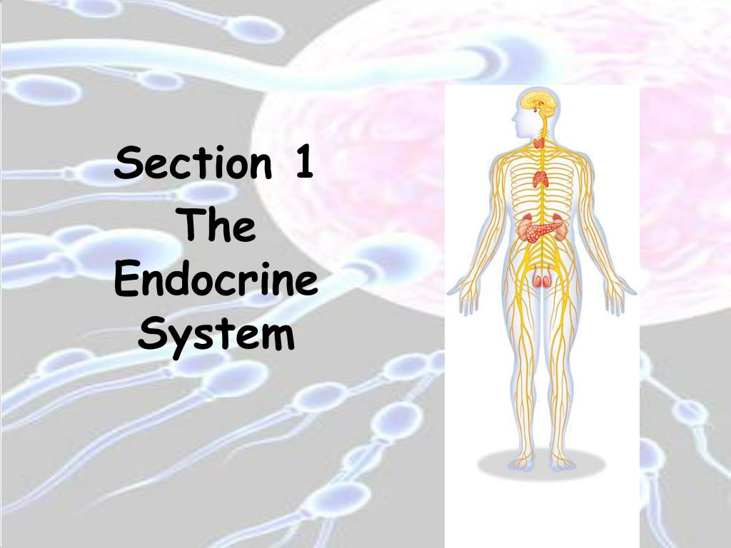 PPT - CHAPTER 39 THE ENDOCRINE AND REPRODUCTIVE SYSTEMS PowerPoint ...